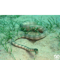 گونه مار دریایی خلیج فارس Persian Gulf Sea Snake 